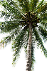 Image showing Isolated Palm Tree