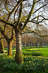 Image showing Daffodils in St. James's Park