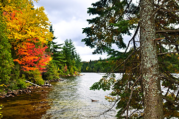 Image showing Fall forest and lake shore