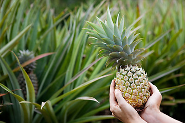 Image showing Pineapple Garden