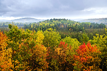 Image showing Fall forest