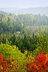 Image showing Fall forest rain storm