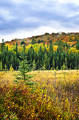 Image showing Fall forest