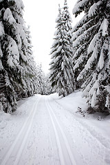 Image showing Winter Landscape