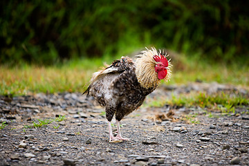 Image showing Proud chicken