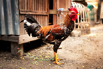 Image showing Brown Chicken