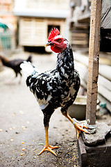 Image showing White and Black Chicken