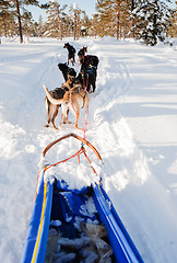 Image showing Dog Sled Team