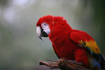 Image showing Macaw