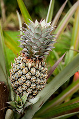 Image showing Pineapple Plant