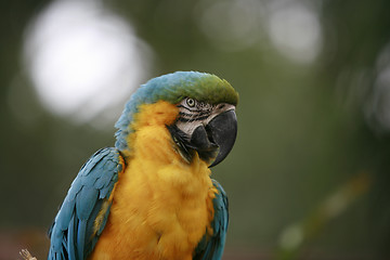 Image showing Macaw