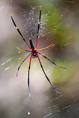 Image showing Large Spider in Web