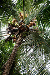 Image showing Palm Tree Detail