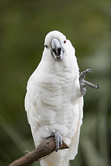 Image showing Macaw