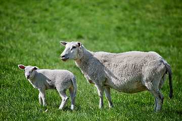 Image showing Mother Sheep