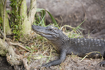 Image showing Alligator
