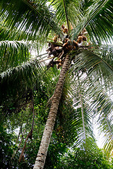 Image showing Palm Tree