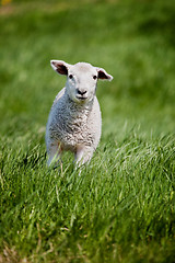 Image showing Running Sheep