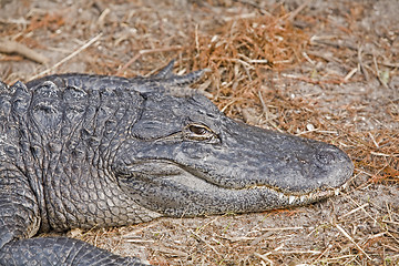 Image showing Alligator