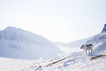 Image showing Reindeer on Winter Landscape