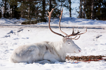 Image showing Reindeer