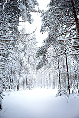 Image showing Winter Forest