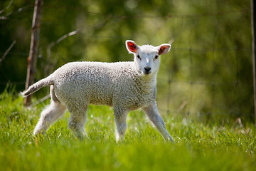 Image showing Spring Lamb