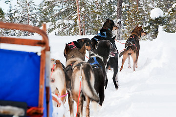 Image showing Dog Sled Team