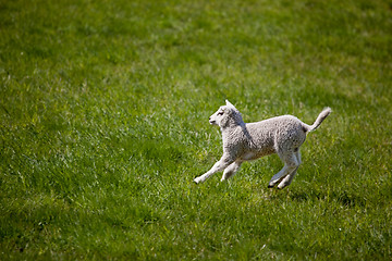 Image showing Lamb Jump