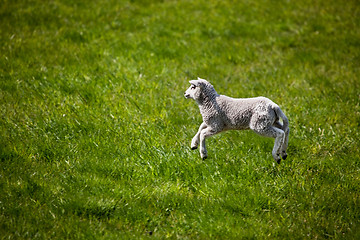 Image showing Jumping Lamb