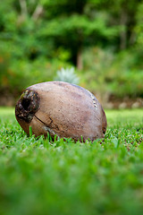 Image showing Coconut