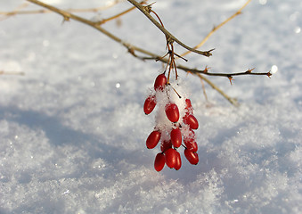 Image showing Barberry under the  Snow
