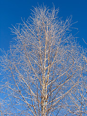 Image showing Birch  under the hoar-frost