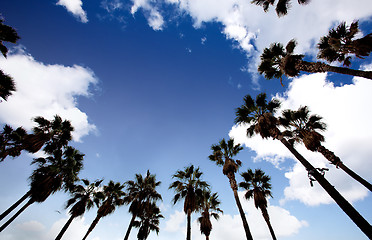 Image showing Palm Tree Background