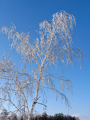 Image showing Birch under the hoar-frost