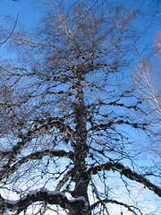 Image showing Birch under the hoar-frost