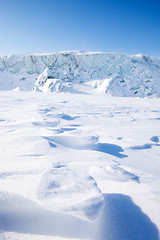 Image showing Polar Bear Track