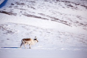 Image showing Reindeer