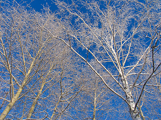 Image showing Trees under the hoar-frost