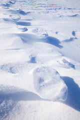 Image showing Polar Bear Track