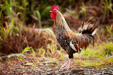 Image showing Proud chicken