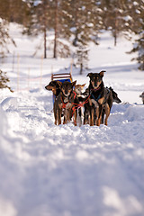 Image showing Dog Sled