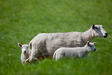 Image showing Ewe with two Lambs