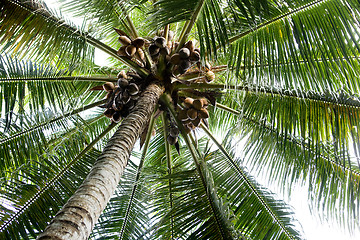 Image showing Palm Tree Background