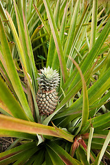 Image showing Growing Pineapple