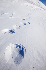 Image showing Polar Bear Trail