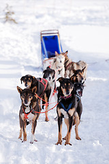 Image showing Dog Sled