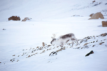 Image showing Reindeer