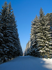 Image showing Winter Fir trees