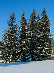 Image showing Winter Fir trees